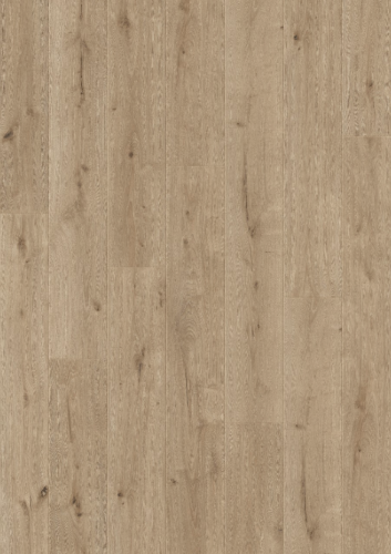 L0339-04299 DĄB TUNDROWY ARENDAL TUNDRA OAK