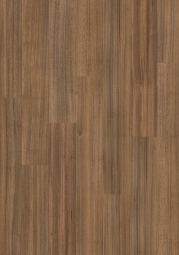 L0339-04317 DĄB TASMAŃSKI ARENDAL TASMANIAN OAK