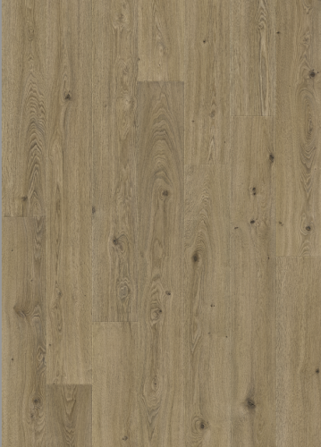 L0263-06801 DĄB BEAUFORTA ODENSE BEAUFORT OAK